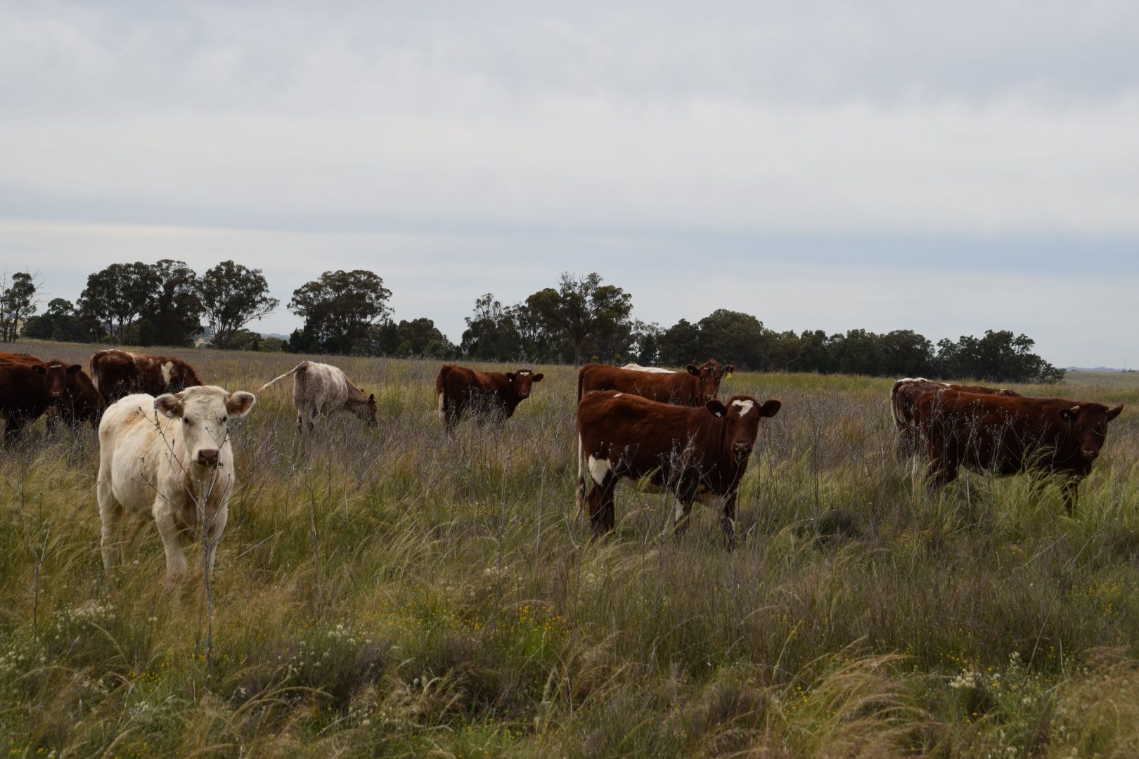 'Racecourse Gully' Saxa Road, Gollan NSW 2820, Image 2