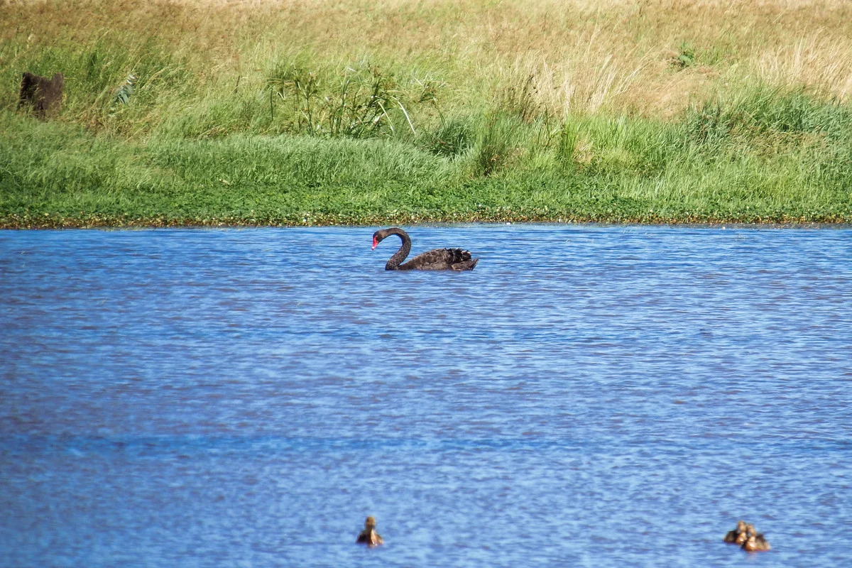 Image 40