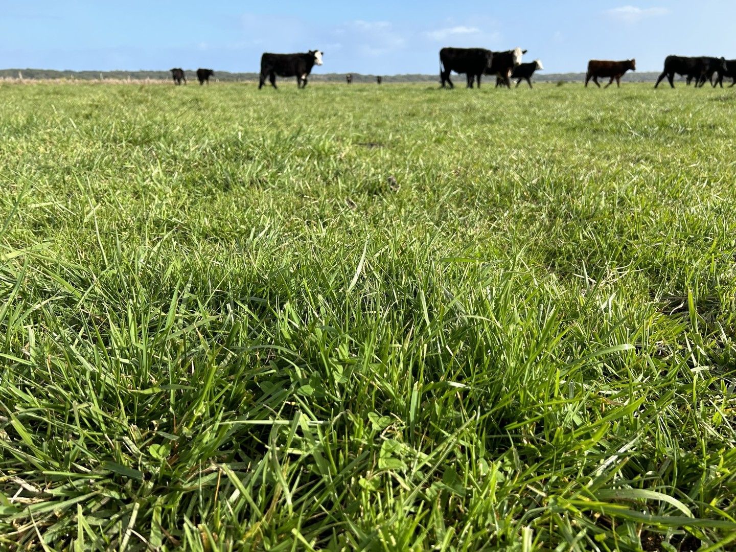 703 Bog Lane, Nora Creina SA 5276 House for Sale Domain