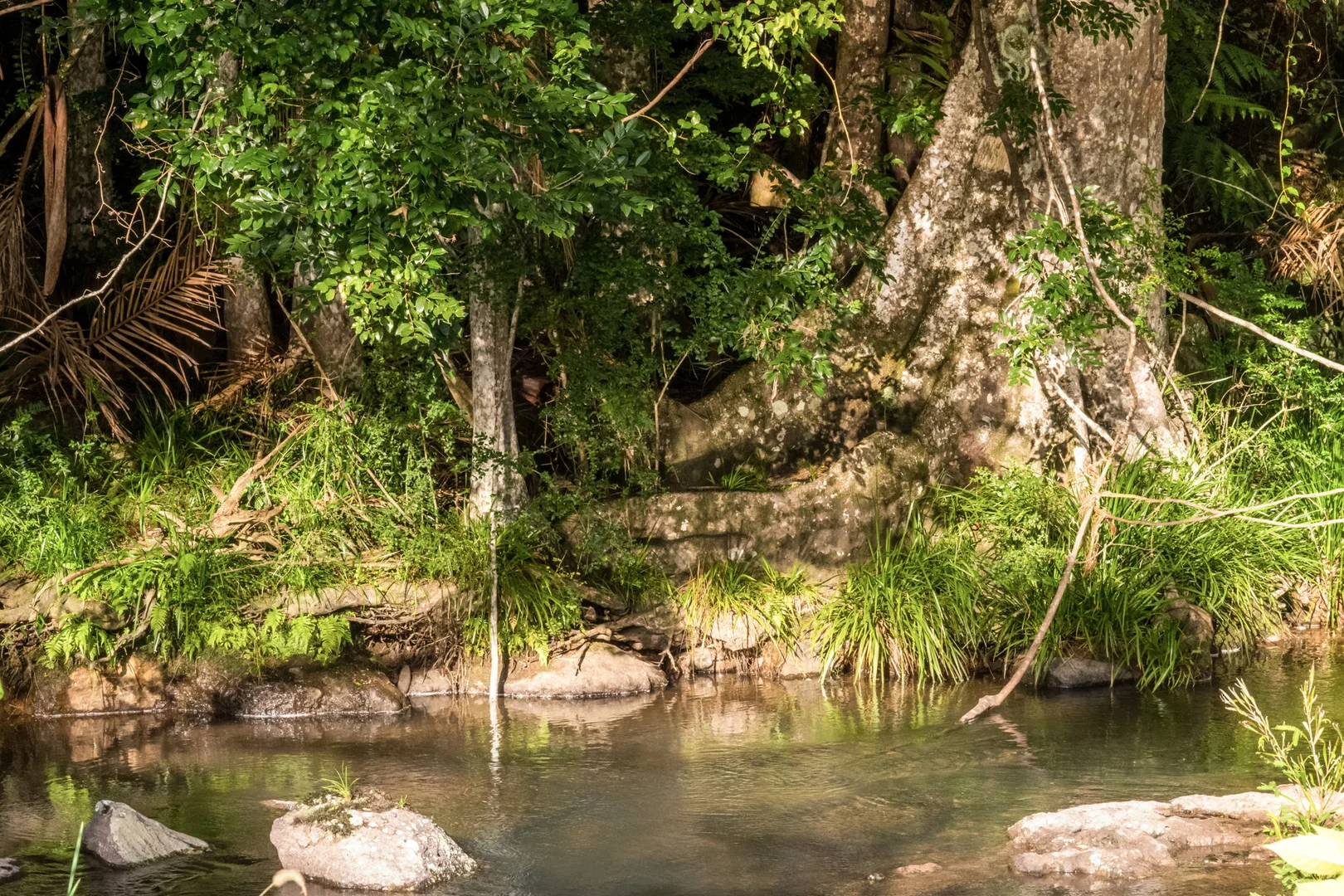 Additional image 32 of 1028 Wilsons Creek Road, Wilsons Creek NSW 2482