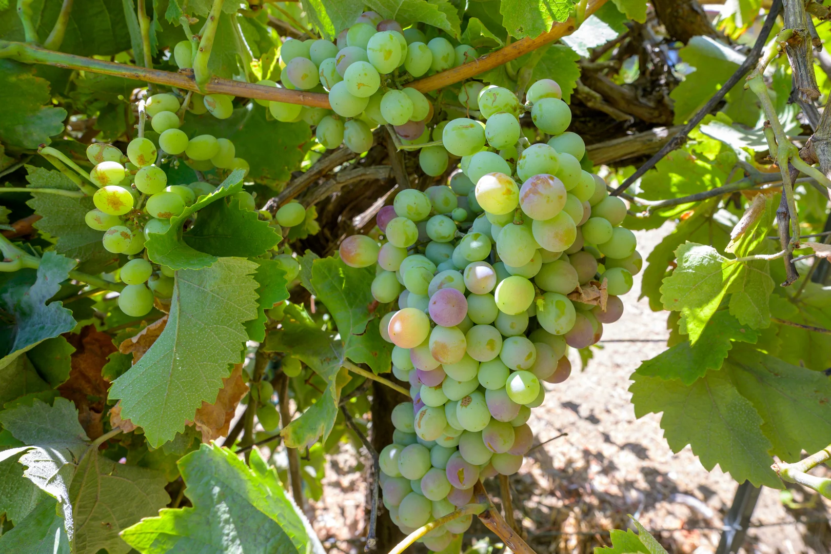 Additional image 23 of 75 Peninsula Road, Bridgetown WA 6255