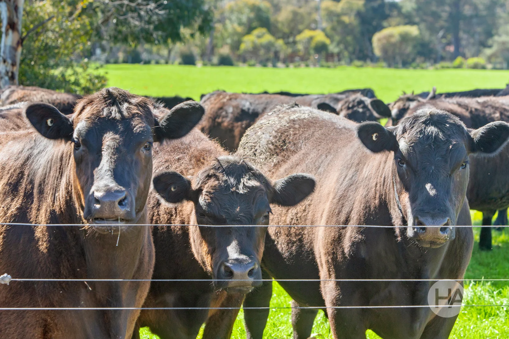 Additional image 13 of 155 Stumpy Gully Road, Balnarring VIC 3926