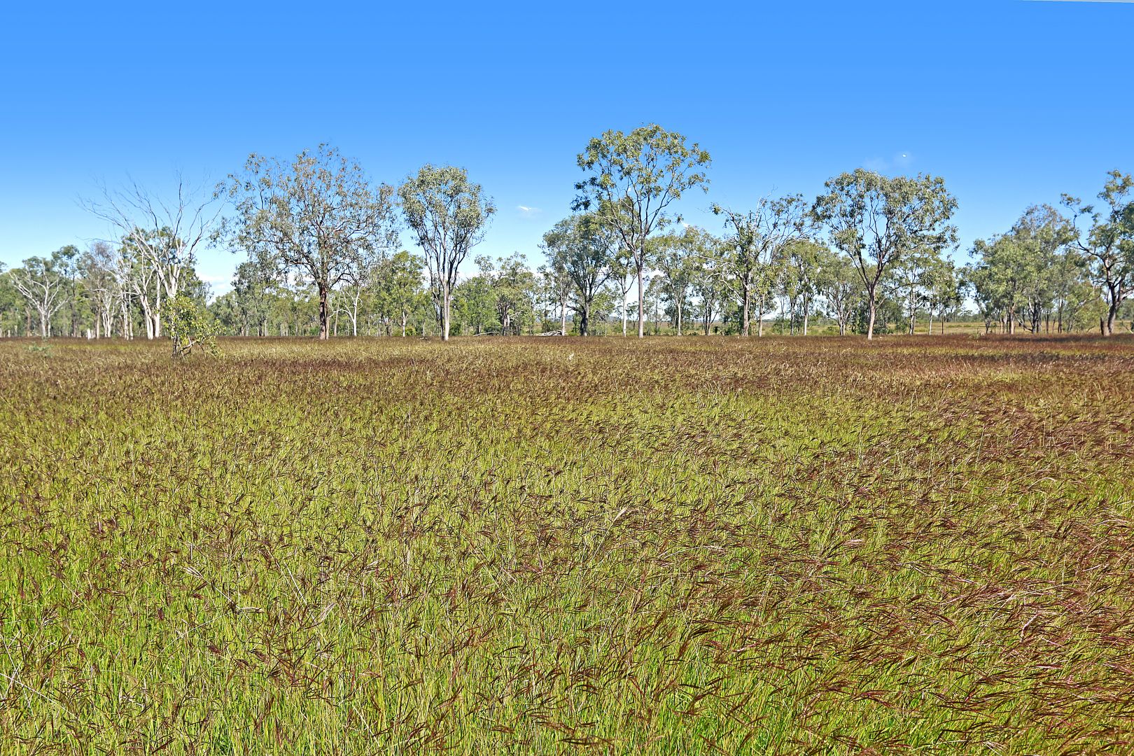 "MOUNTAIN HUT" COMANCHE ROAD, Glenroy QLD 4702, Image 1