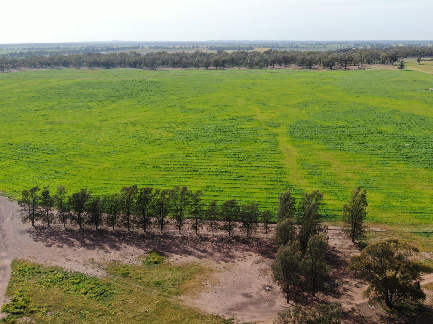 'Erchvale' 342 Mulga Lane, West Wyalong NSW 2671 Farm for Sale