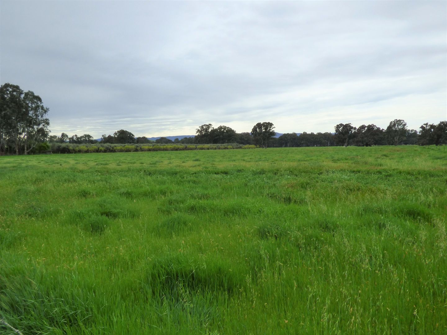 Lot 2 Whorouly Road, Whorouly VIC 3735, Image 2