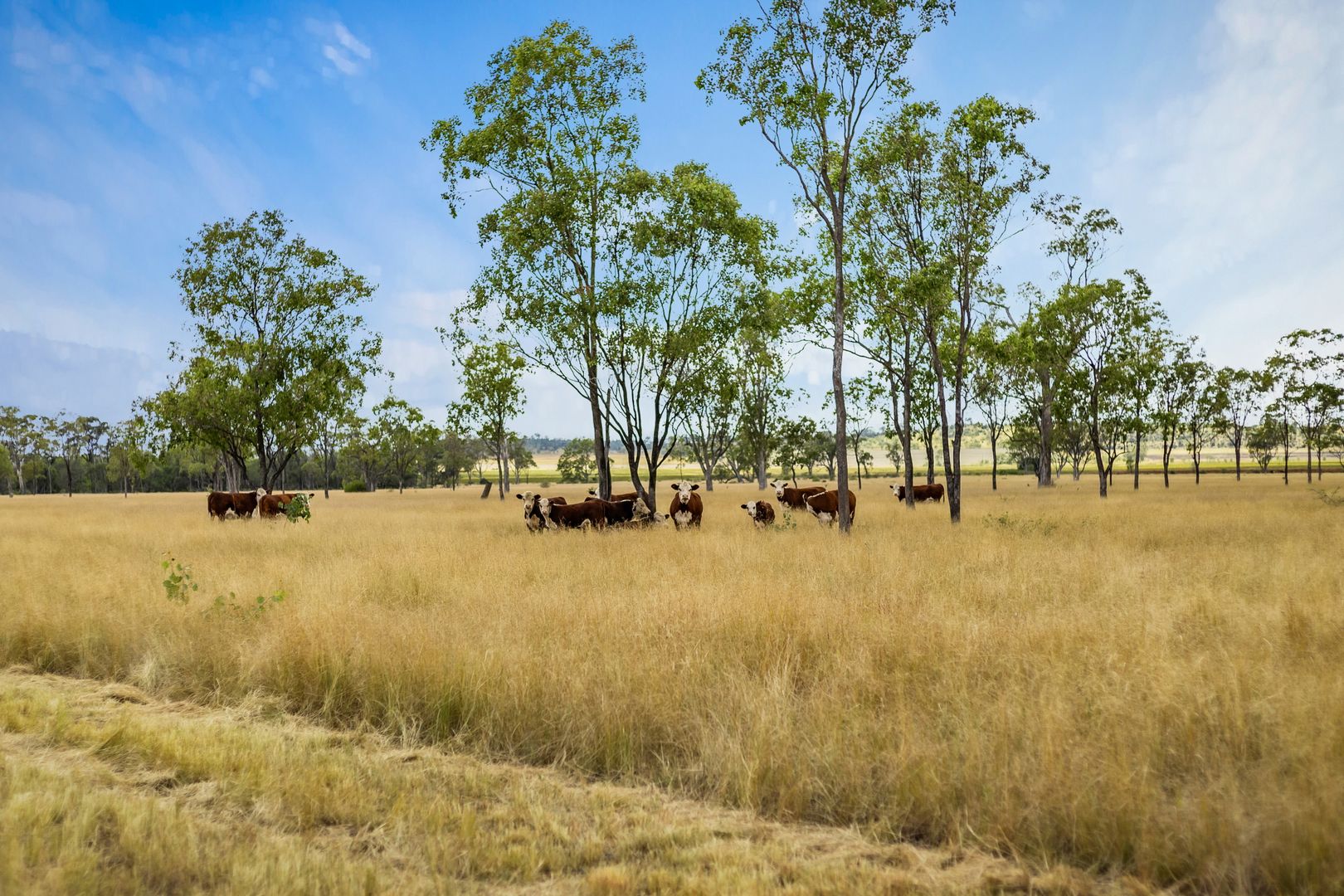 100 Longhurst Road, Brookstead QLD 4364, Image 1