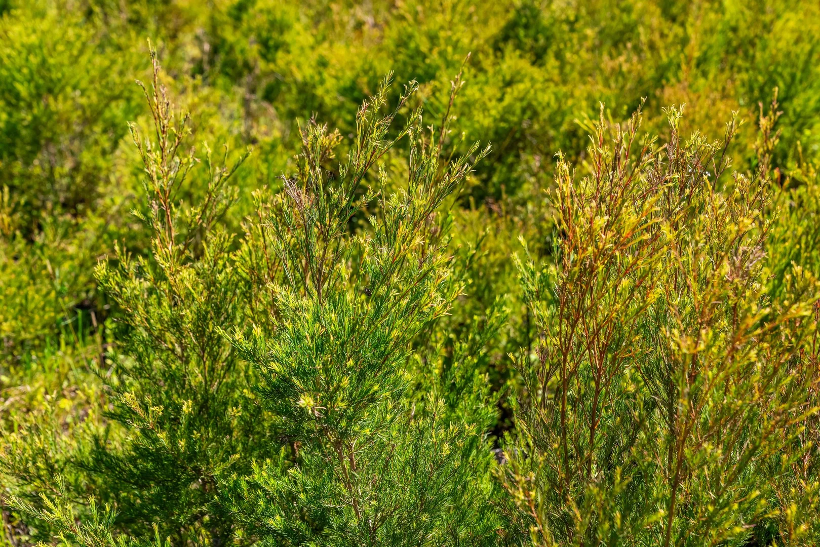 Additional image 27 of 1190 Bungawalbin Whiporie Road, Bungawalbin NSW 2469