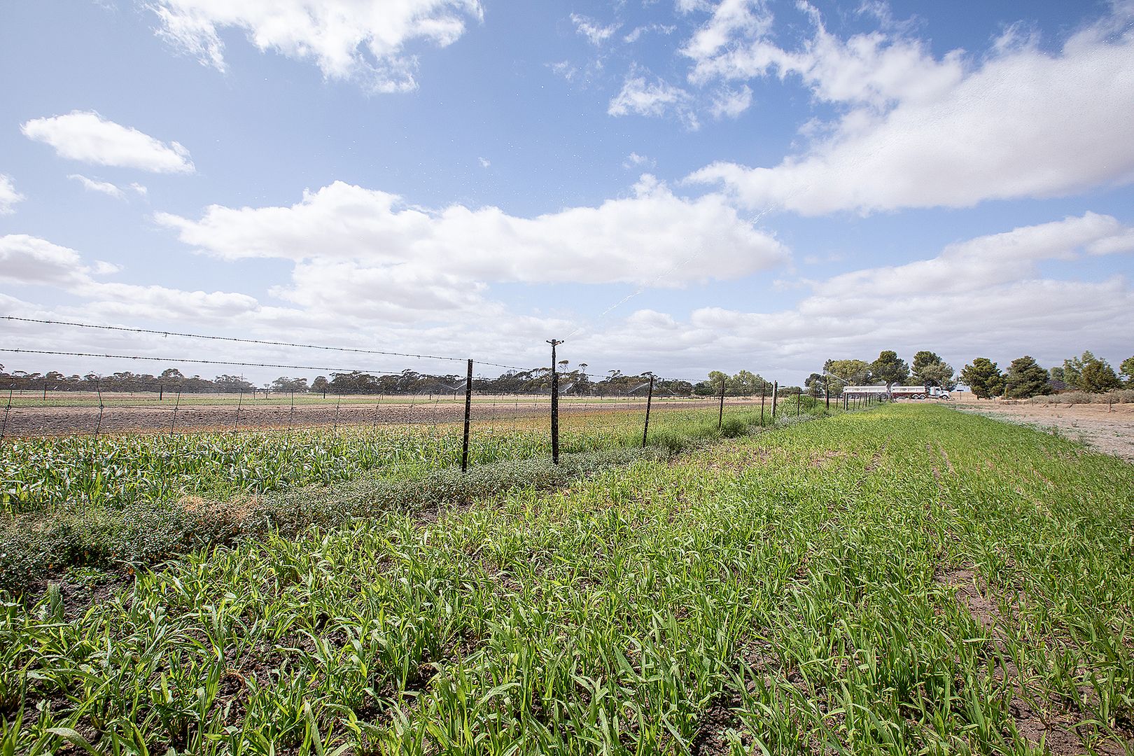 33 Lovers Lane, Pinnaroo SA 5304, Image 2