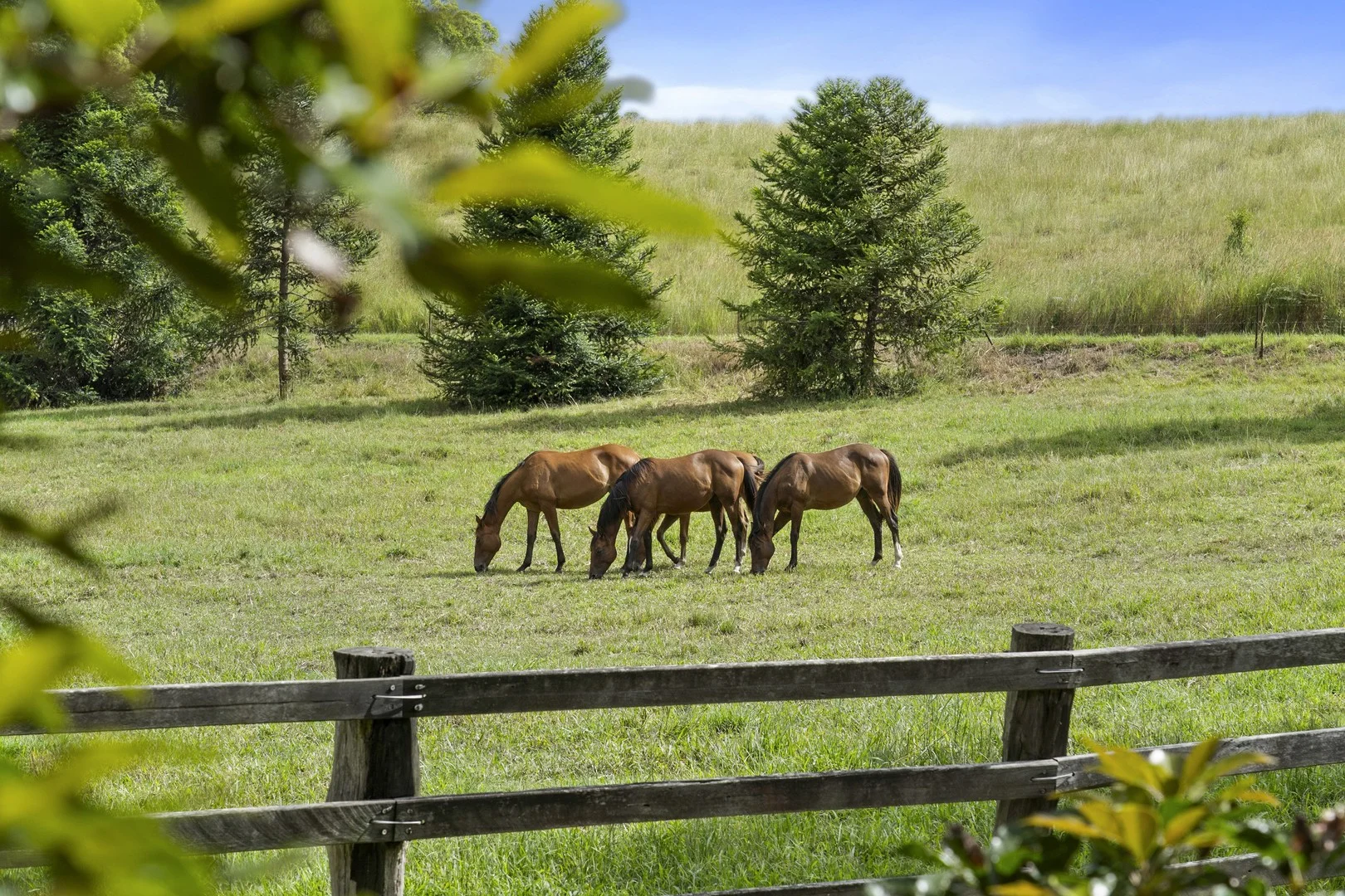 Additional image 39 of 160 Upper Crystal Creek Road, Upper Crystal Creek NSW 2484
