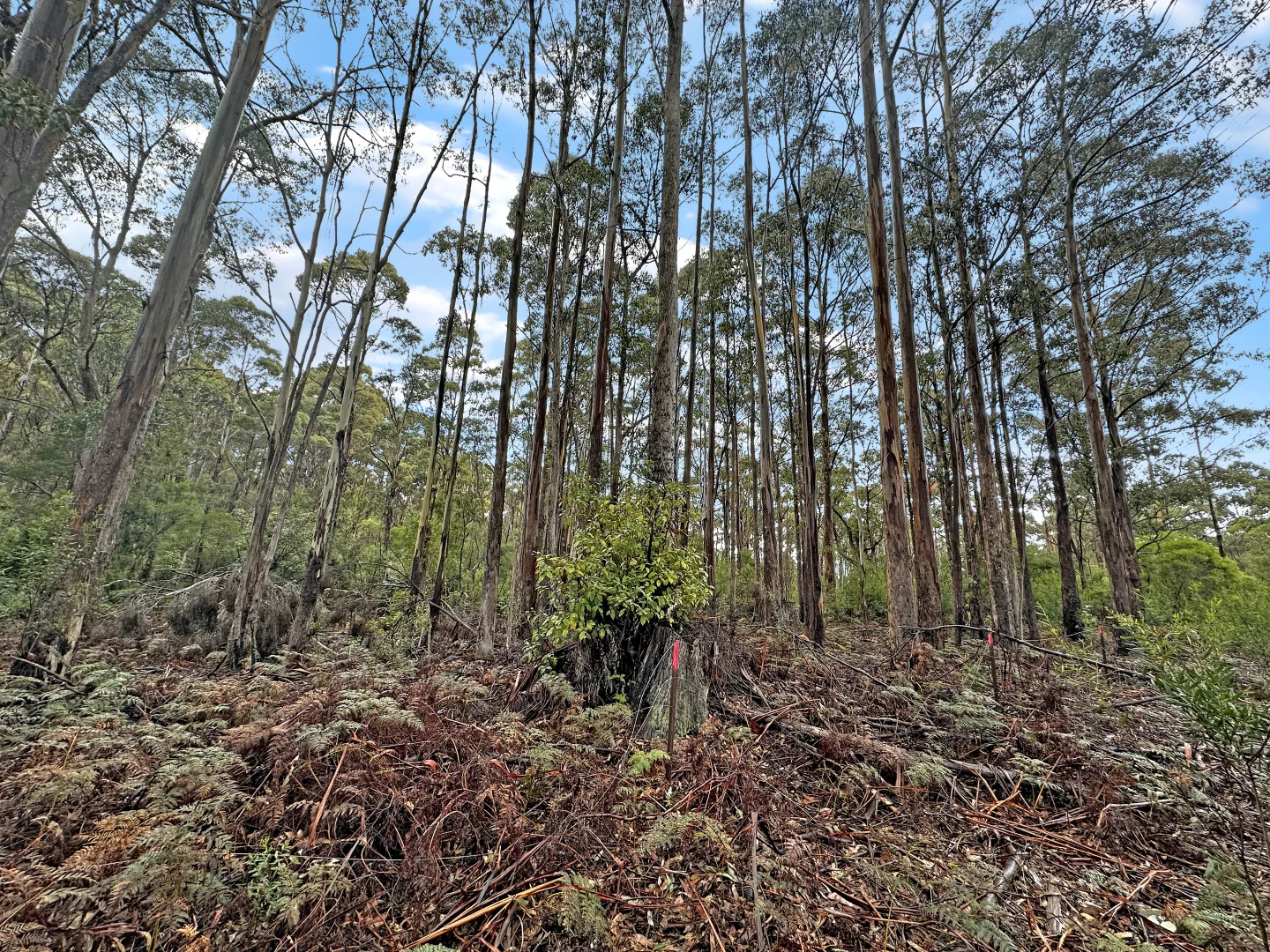 Image 12