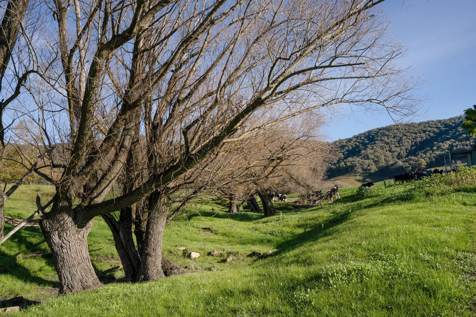 Image 33