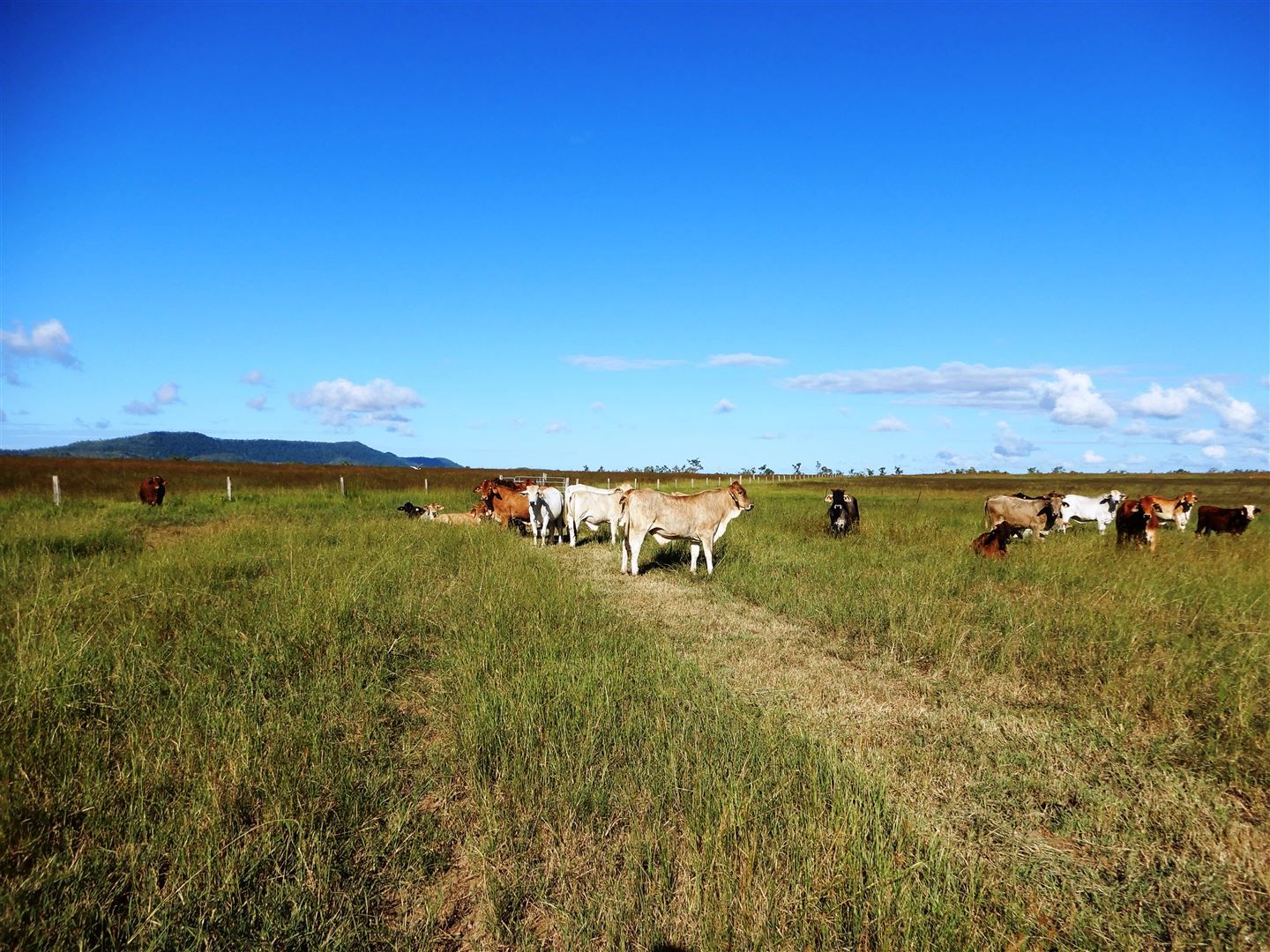 Bloomsbury QLD 4799, Image 1