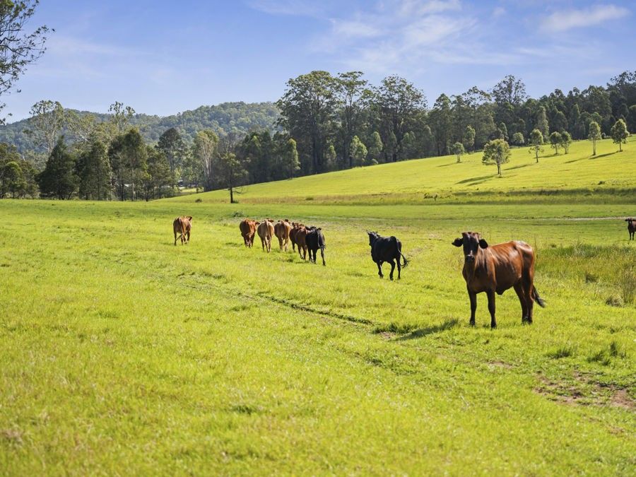 13 Lurcocks Road, Glenreagh NSW 2450 House for Sale Domain