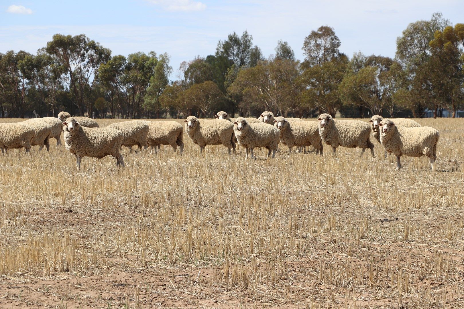 'Benburb' Wide Lane, Osborne NSW 2656, Image 0