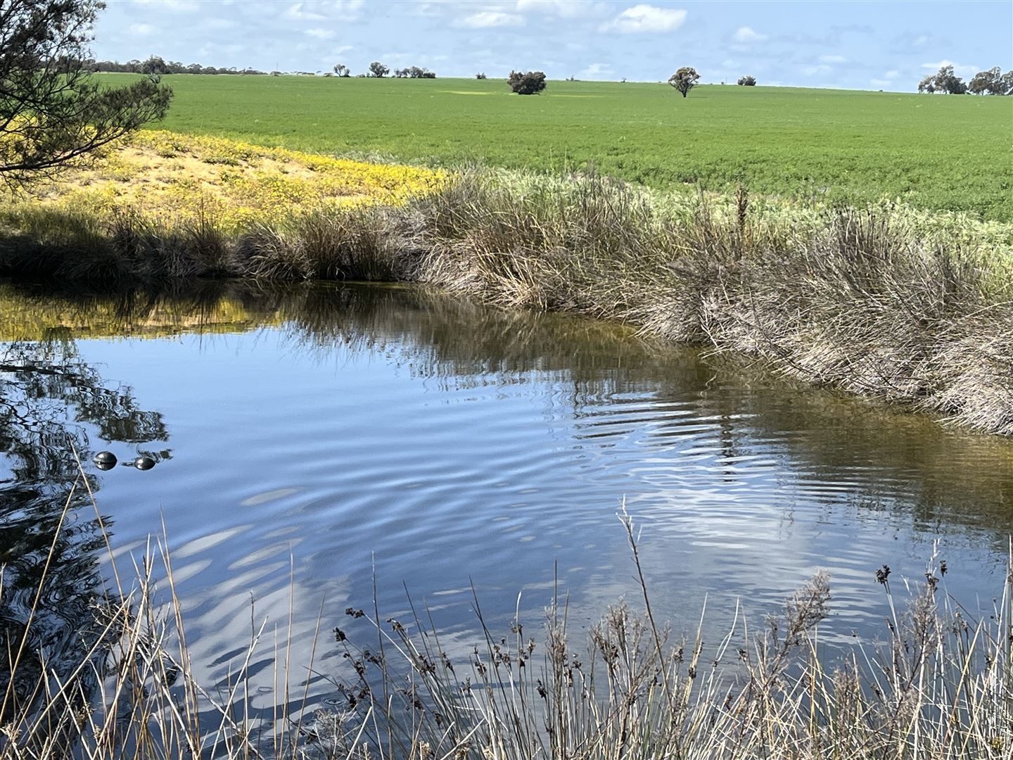 . 'Merv's' 706 ha 1744 acres, Meckering WA 6405, Image 2