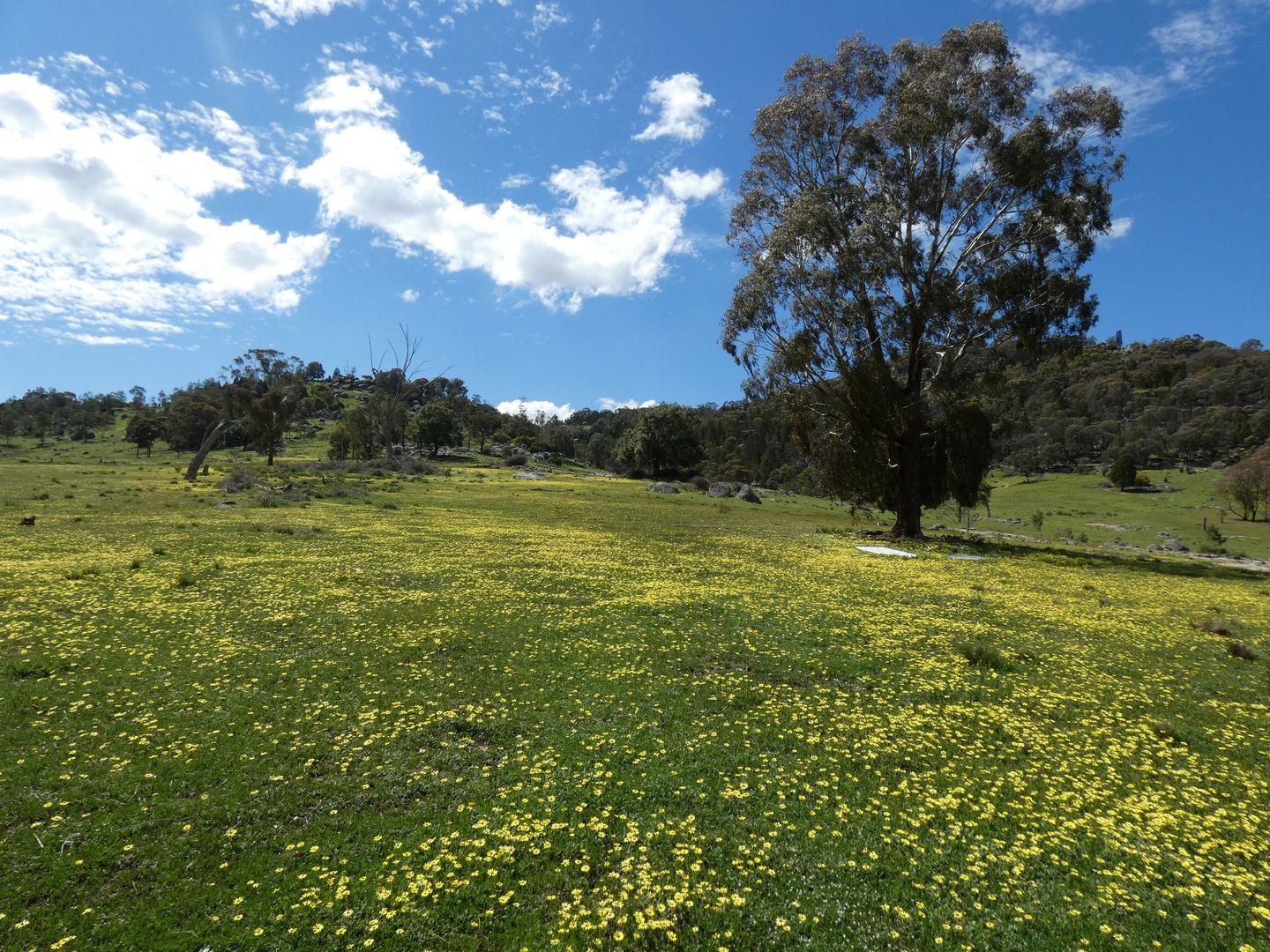 2063 Foggs Crossing Road, Reids Flat NSW 2586, Image 2