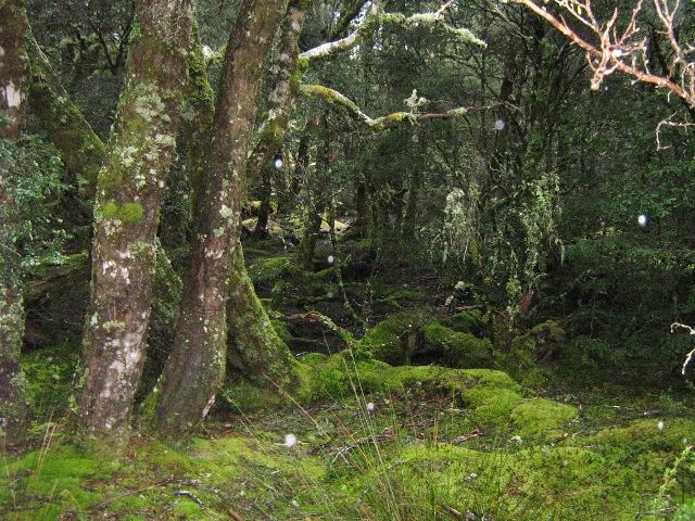 3744 Cradle Mountain Road, Cradle Mountain TAS 7306, Image 1