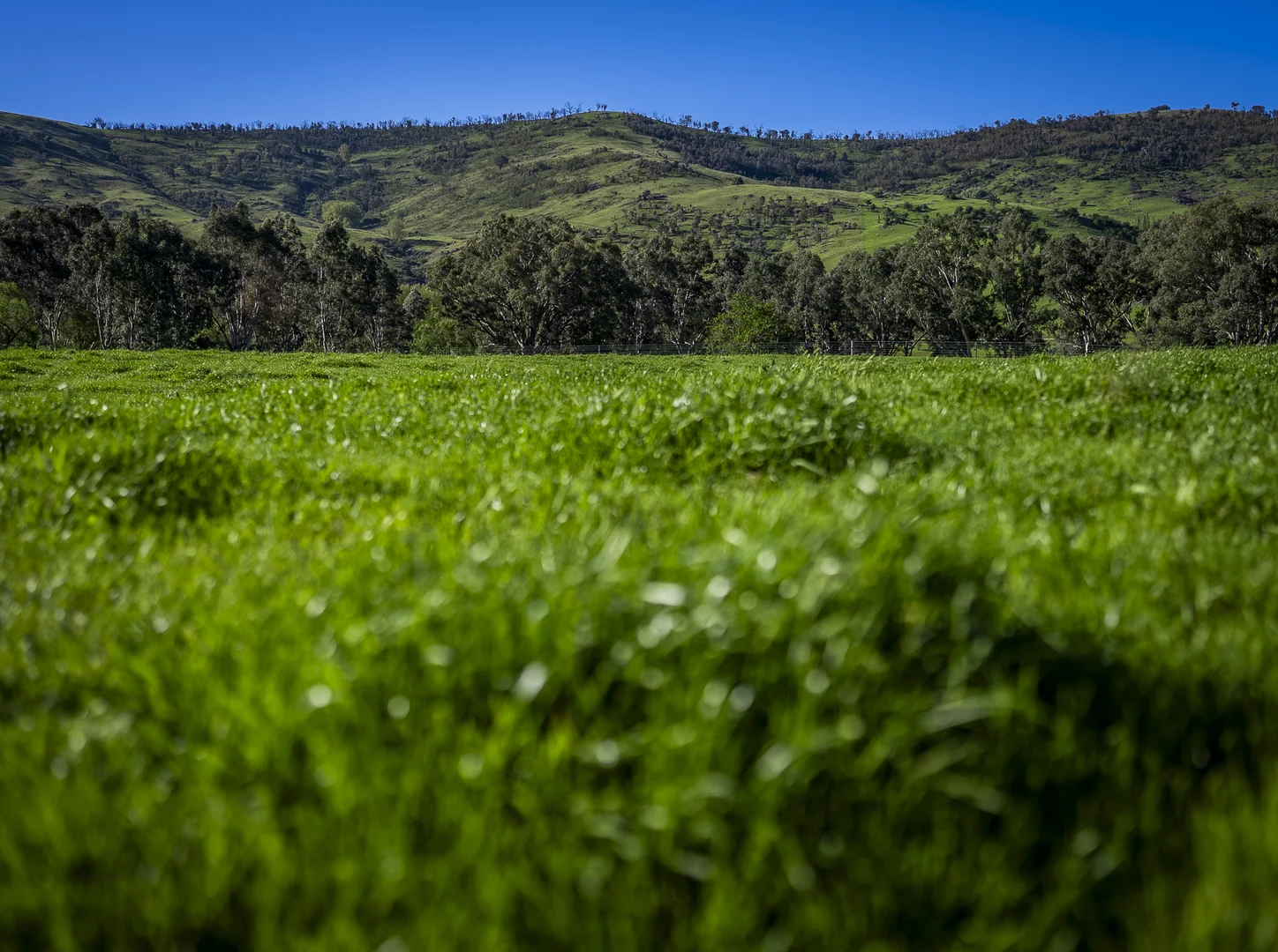 Additional image 9 of - Murray River Road, Pine Mountain VIC 3709