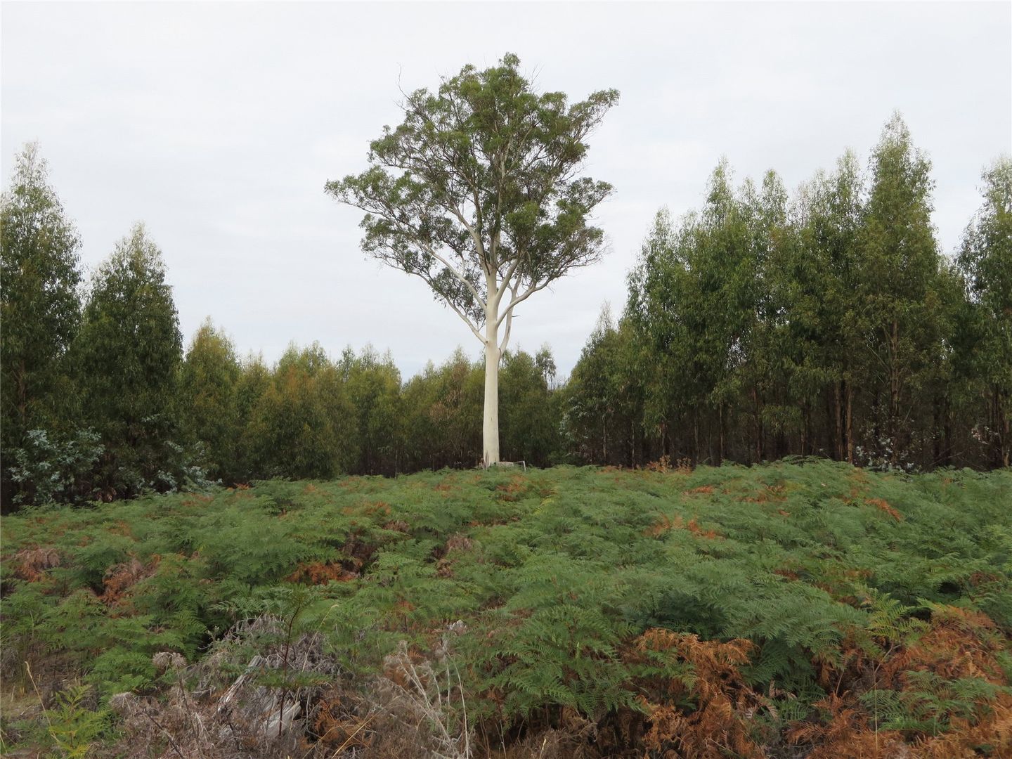 1 Lanes Tier Road, Osterley TAS 7140, Image 1