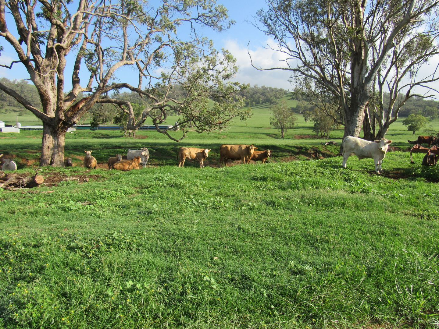 512 Ogunbil Road Dungowan Nsw 2340 House For Sale 1 200 000