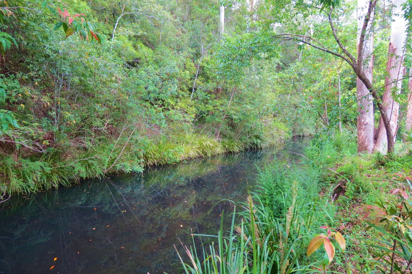 1597 Mooral Creek Rd, Wingham NSW 2429, Image 1