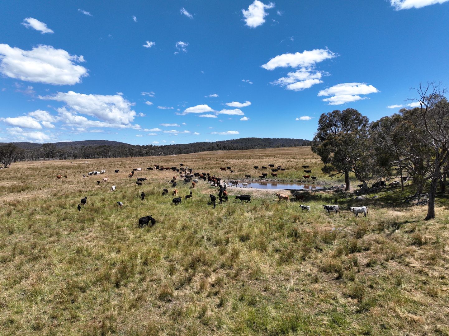 1929 New England Highway, Dundee NSW 2370 House for Sale 1,950,000