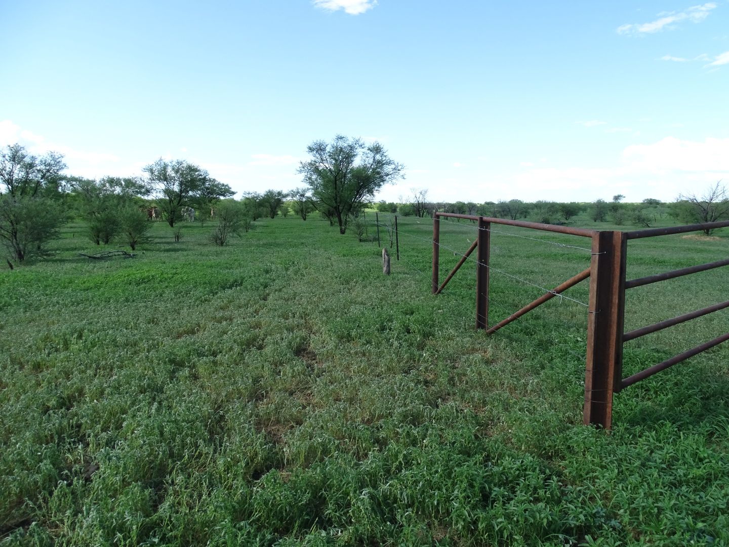 Julia Creek QLD 4823 House for Sale 1 Domain
