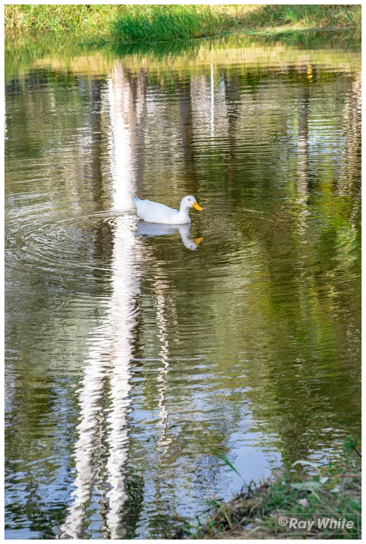 Image 68