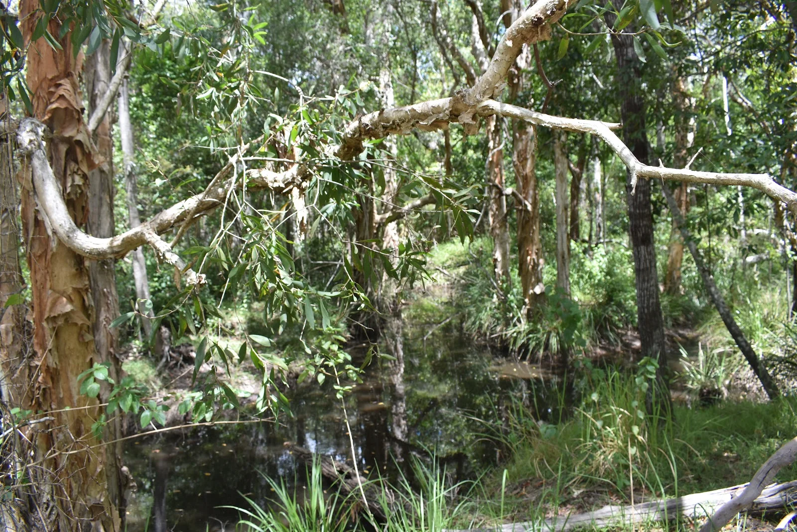 Additional image 11 of Lot 80 Keenes Road, Bauple QLD 4650