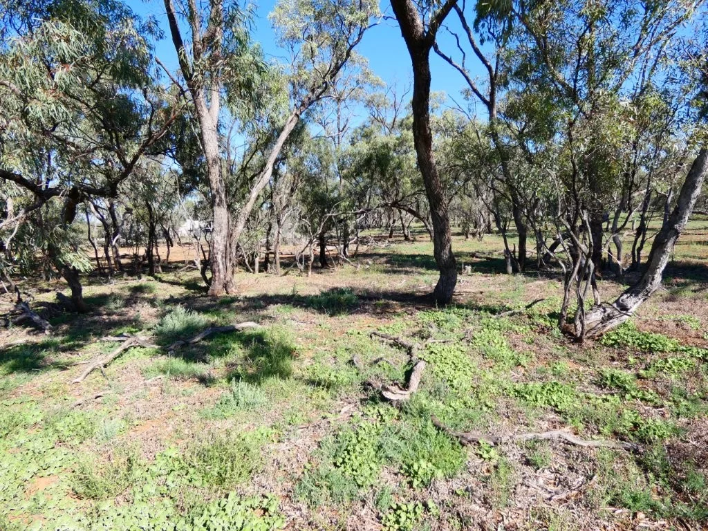Image 13