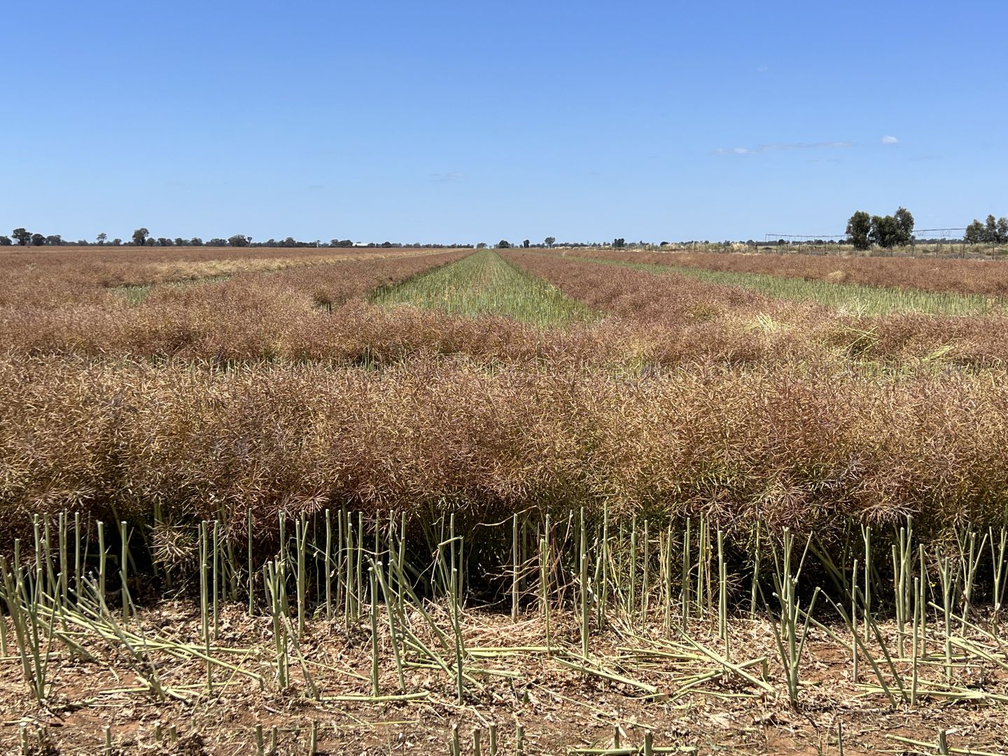 Centre Road, Moama NSW 2731 House for Sale Domain