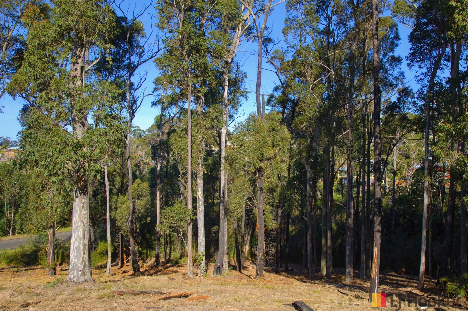 Image 15