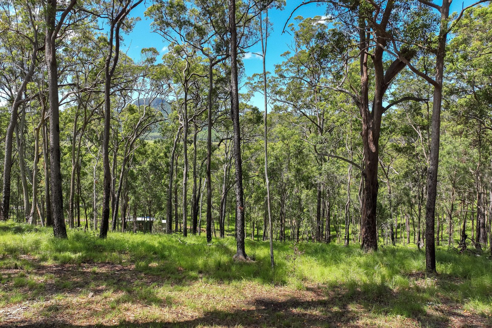 40 Rocky Creek Forest Road, Maroochy River QLD 4561, Image 2