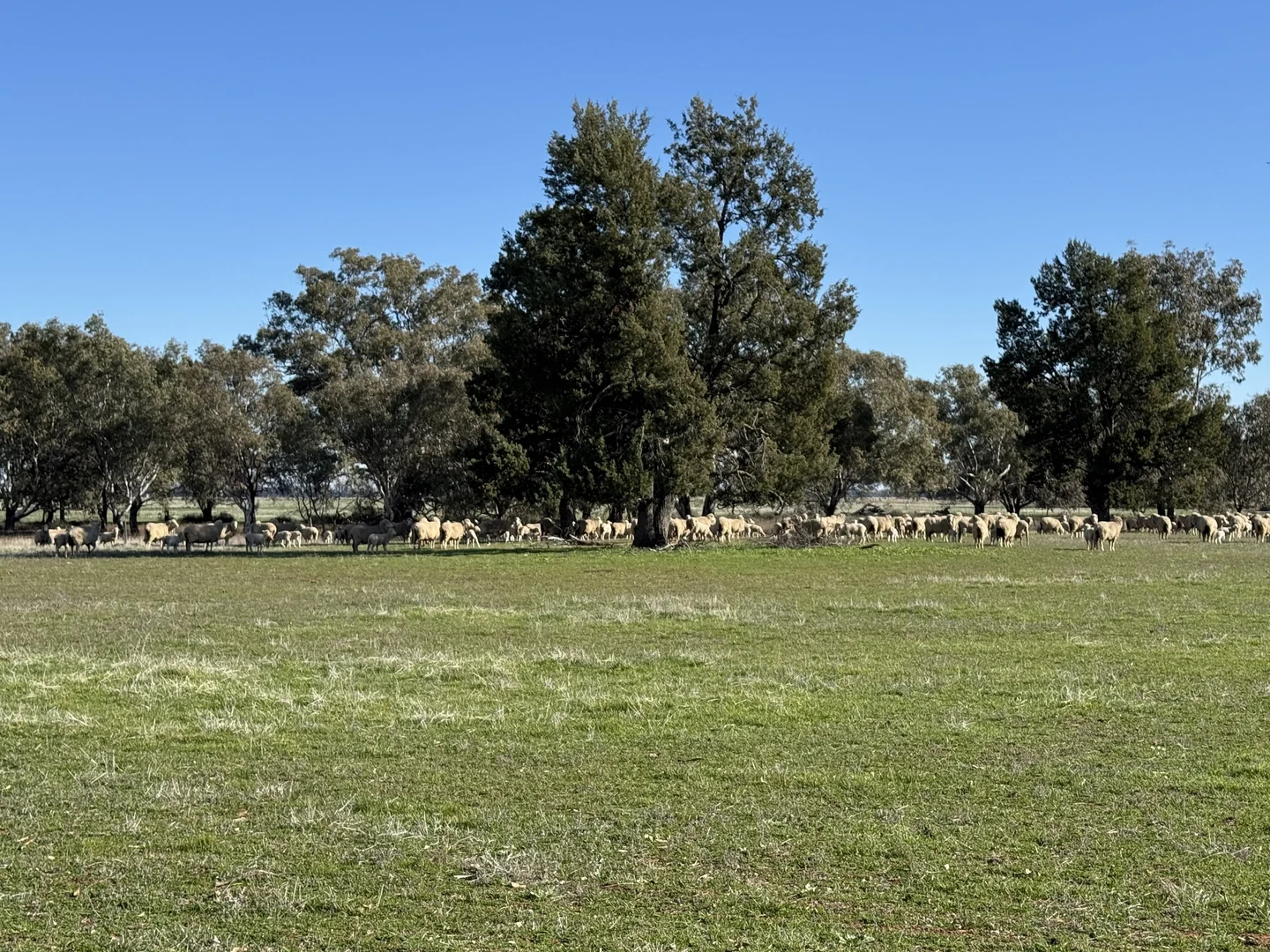 Image 34