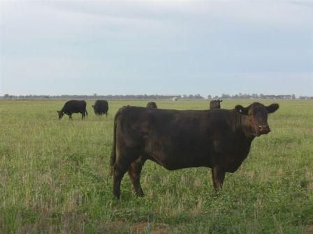 Beemelon Road, BURRABOI NSW 2732, Image 1