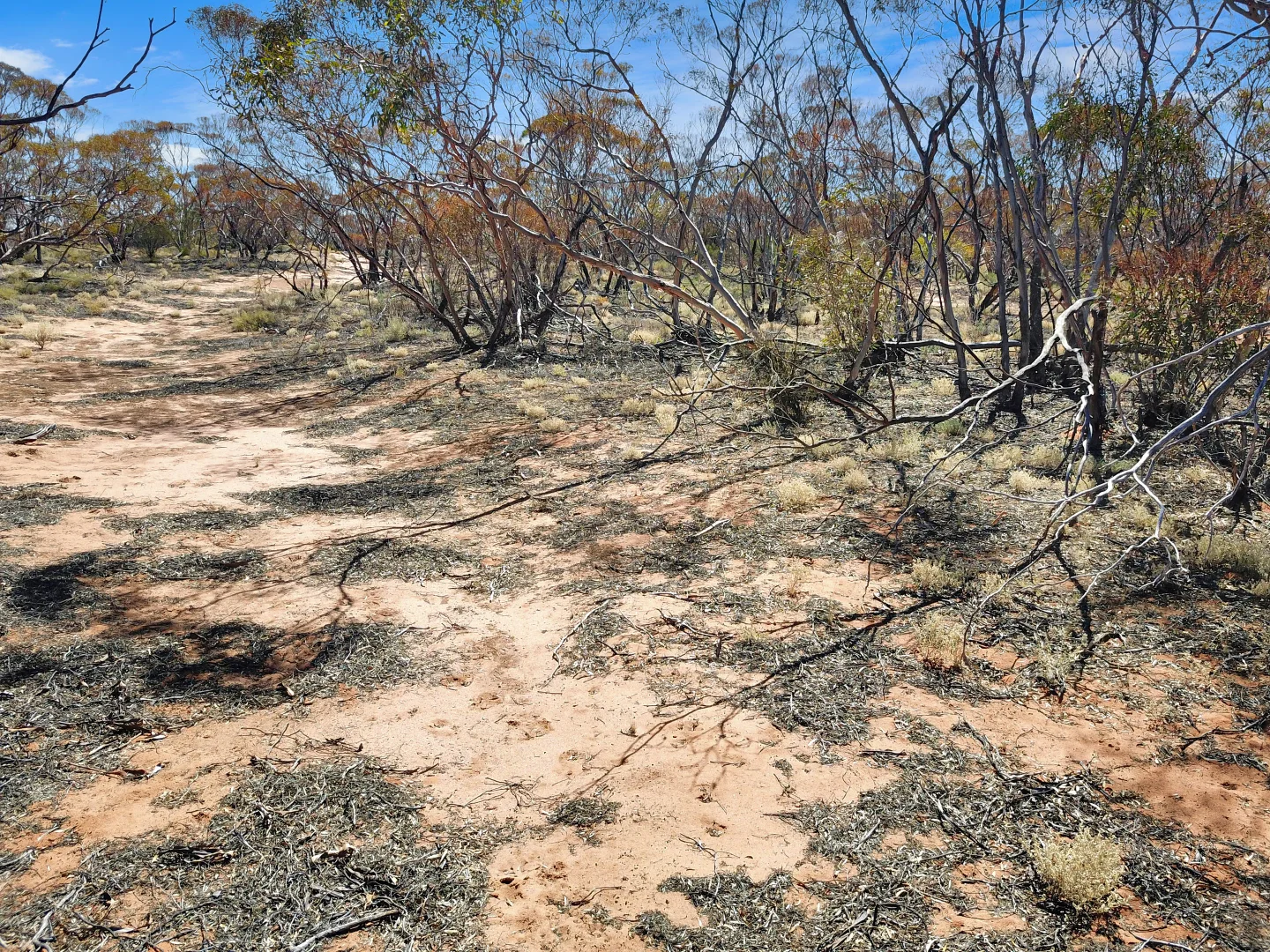 Additional image 8 of Lot 15 Murbko Road, Cadell SA 5321