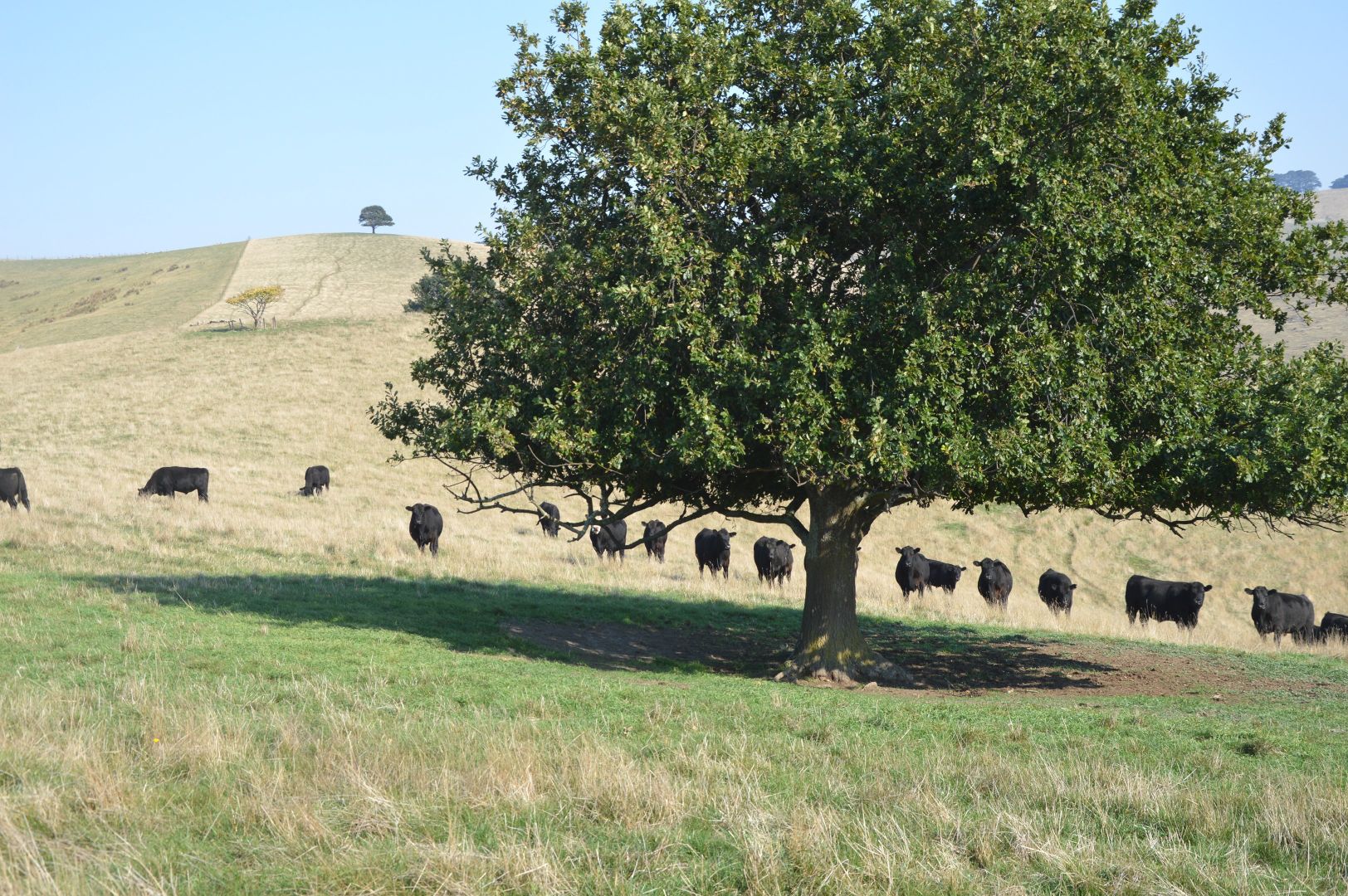 1029 Wild Dog Valley Road, Mount Eccles Property History & Address