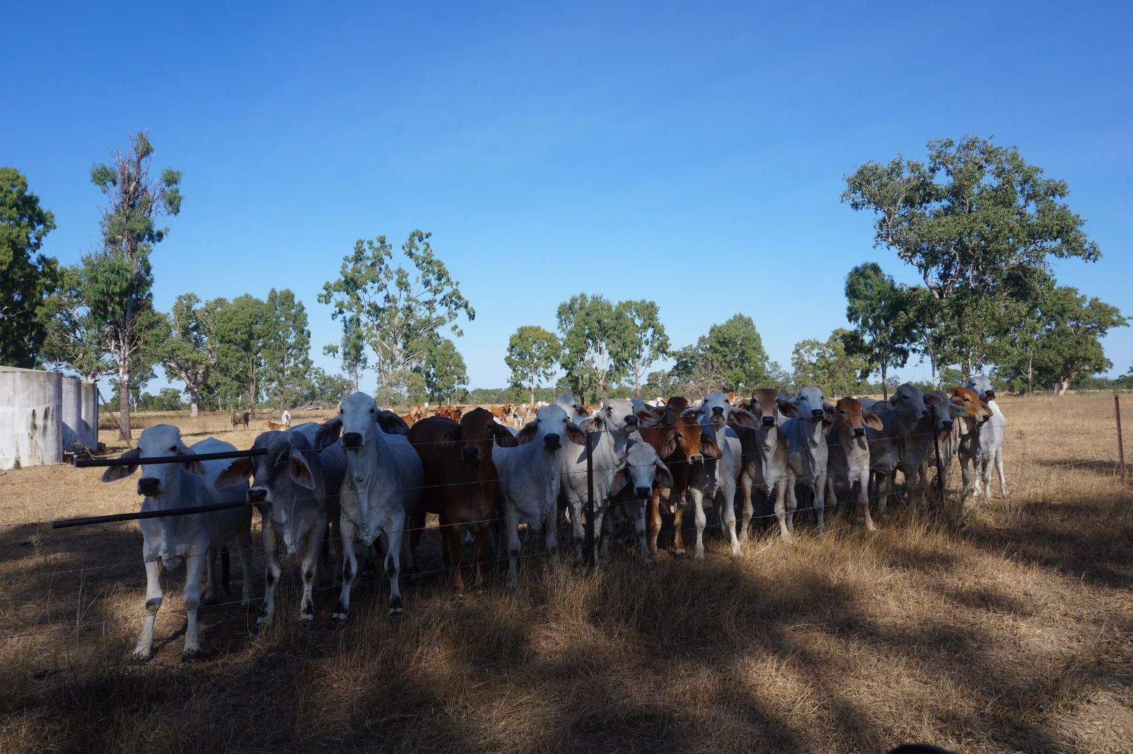 79 AIRSTRIP ROAD, Nebo QLD 4742, Image 1