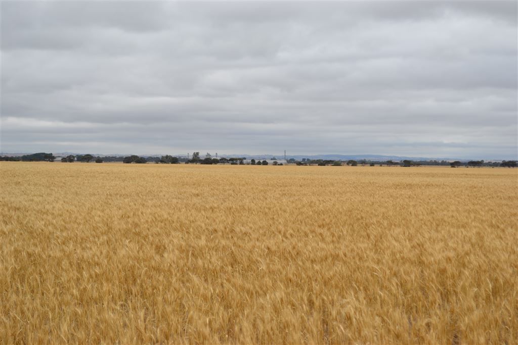 Lot 1 Tiller Road, Balaklava SA 5461, Image 2