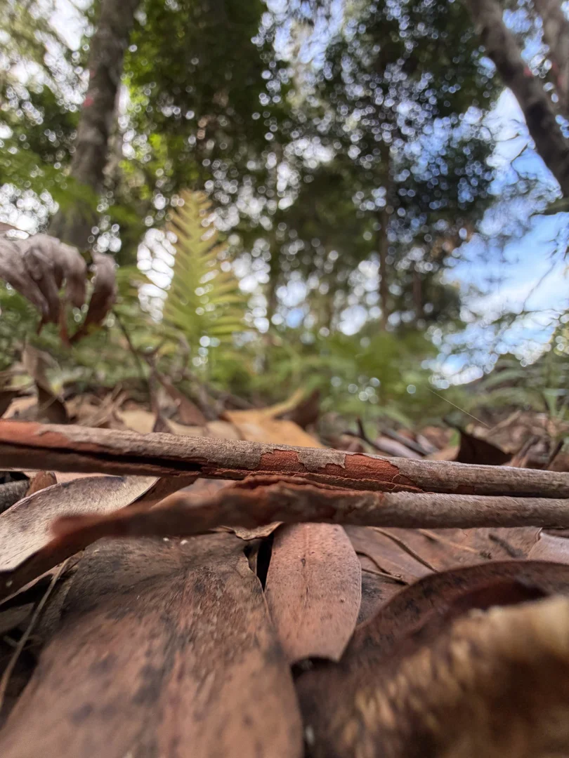 Additional image 6 of Springbrook QLD 4213