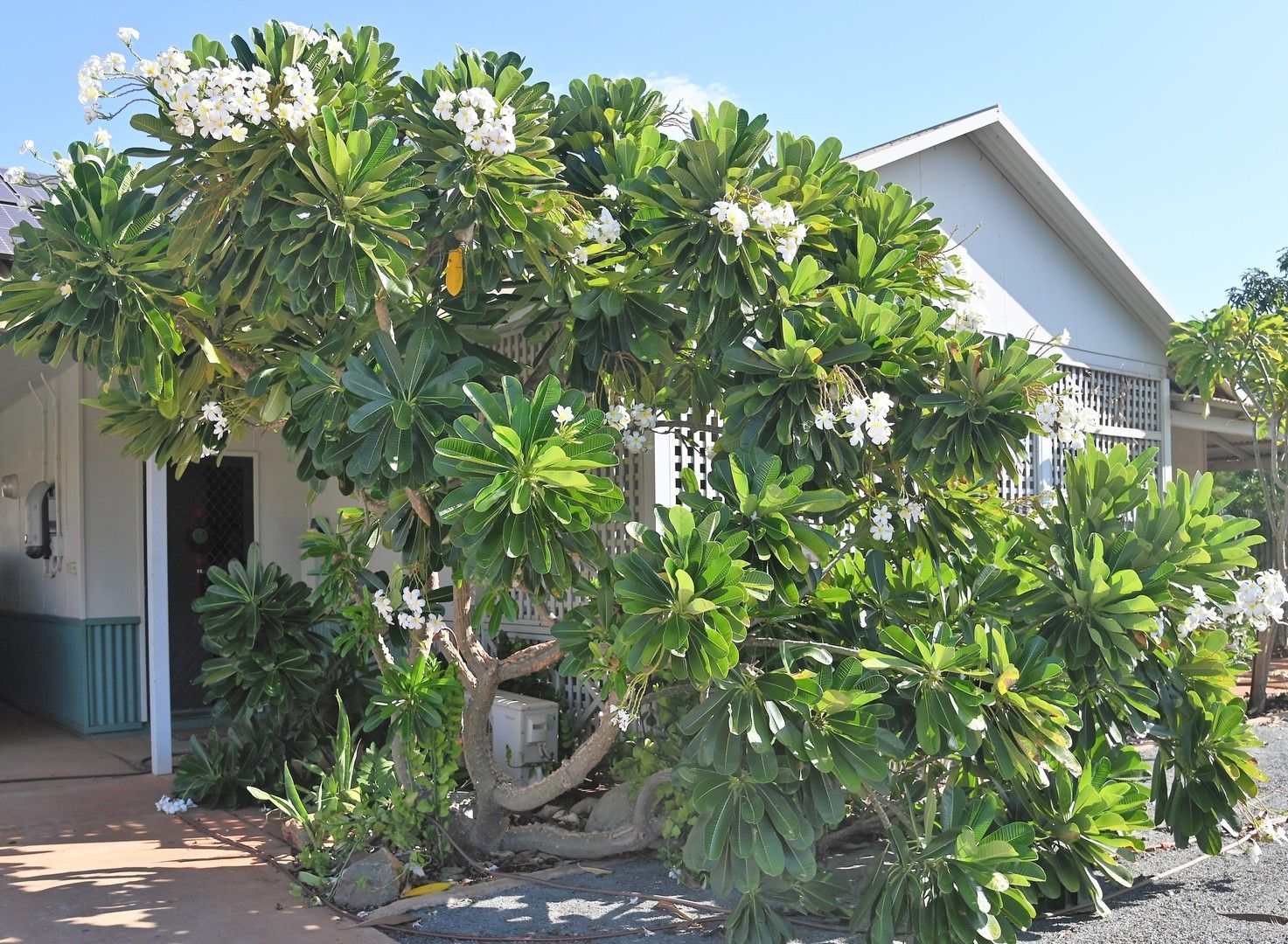 3 bedrooms House in 19 Boronia Close SOUTH HEDLAND WA, 6722