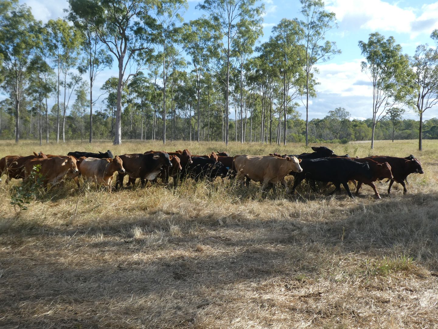 Doongul QLD 4620, Image 1