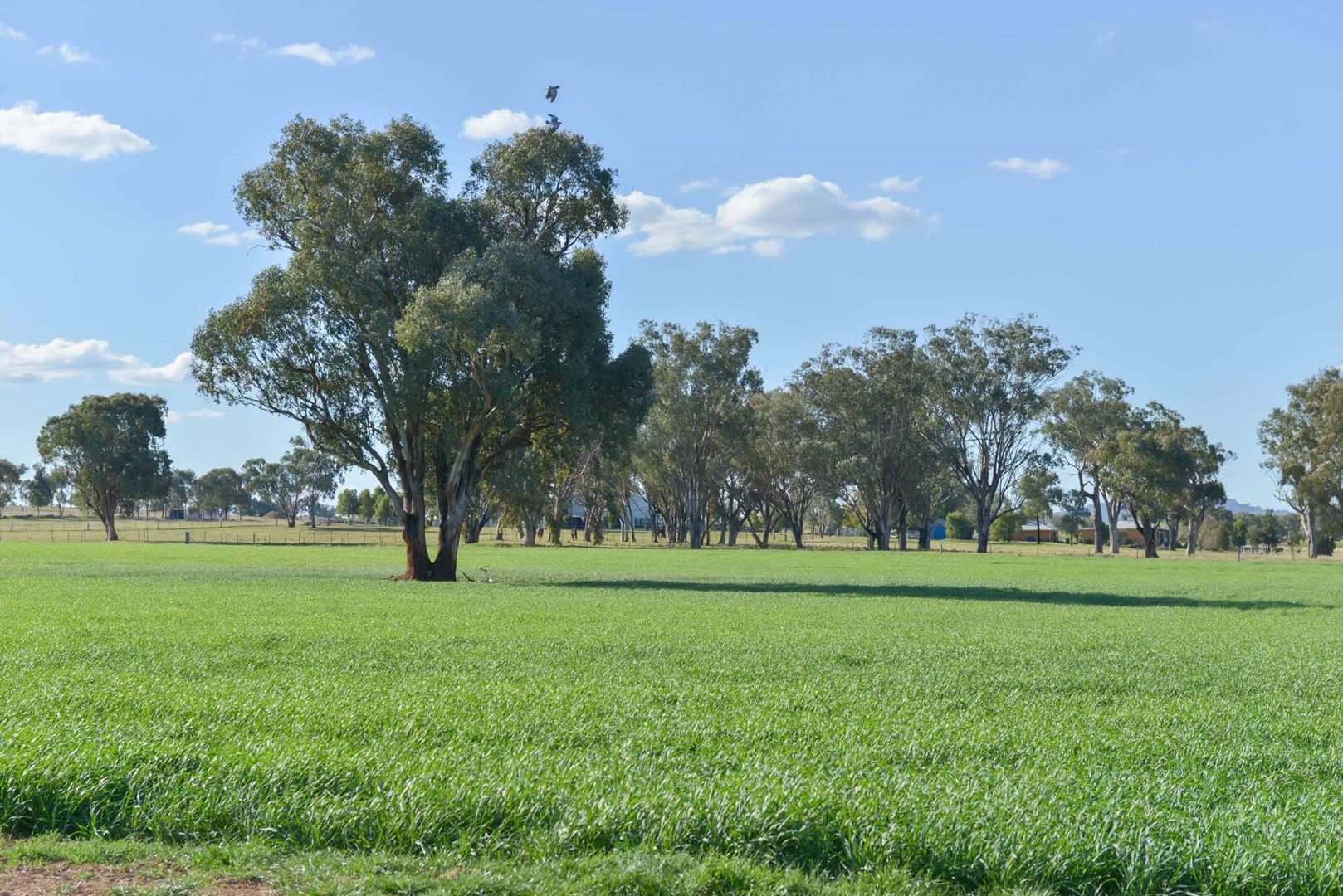 1009 Wallamore Road, Tamworth NSW 2340, Image 0