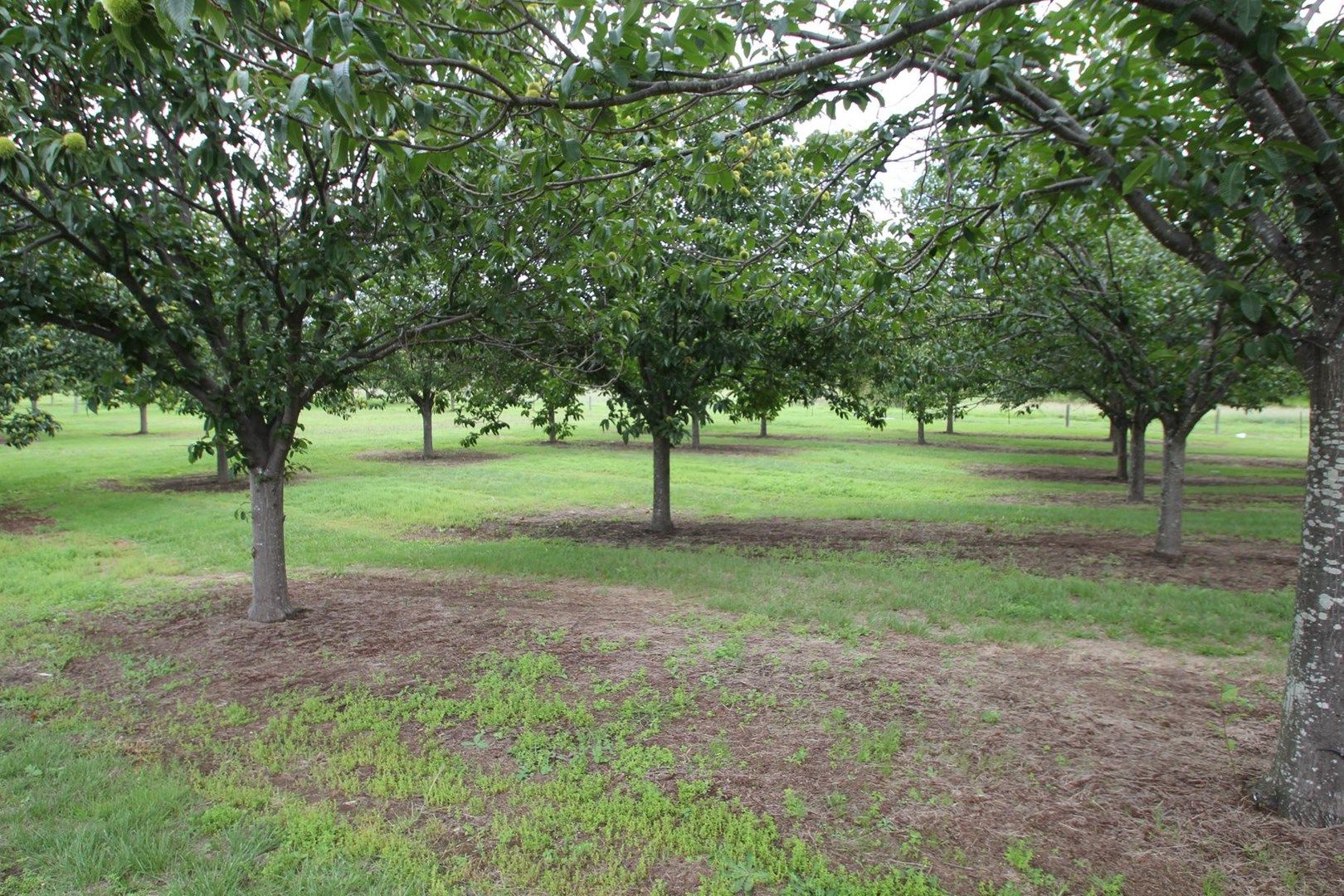 Lots 1 & 4 Logan Street, Tenterfield NSW 2372, Image 0