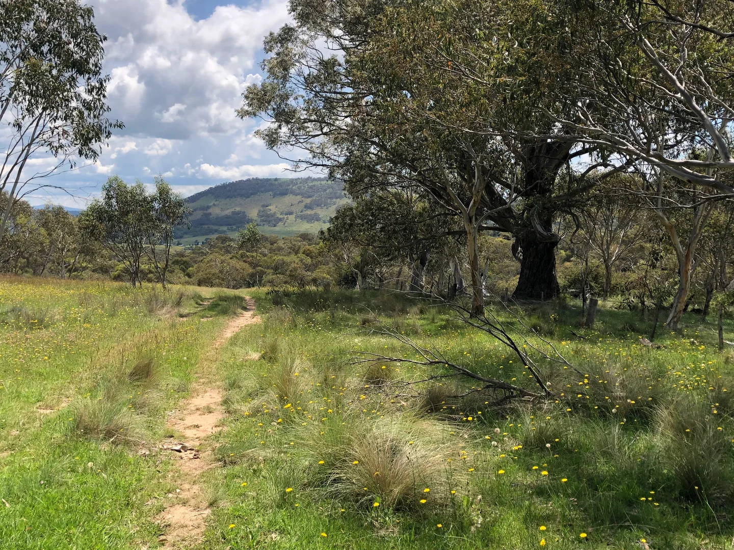 Moonbah NSW 2627 photo 3