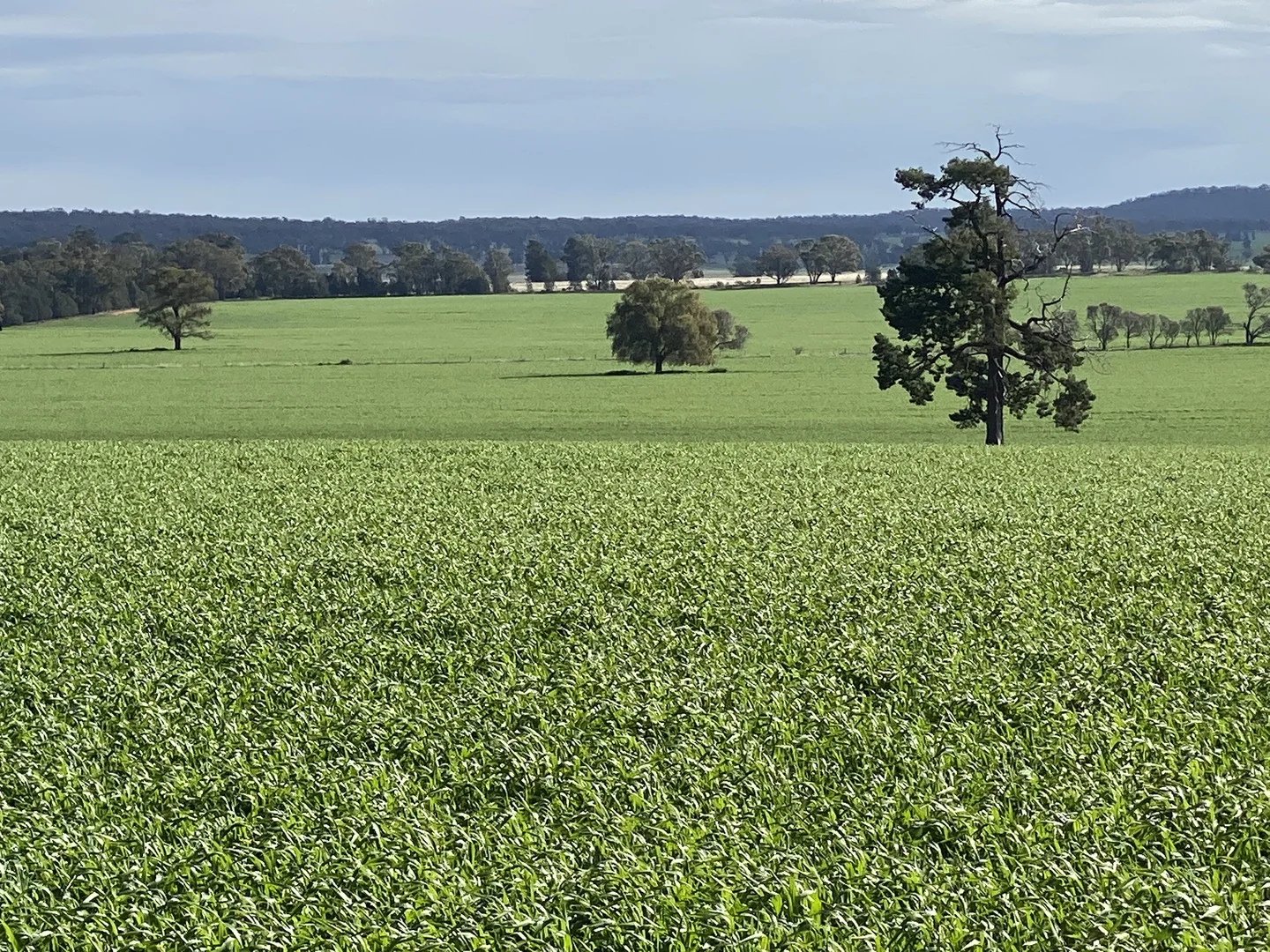 Additional image 7 of Wallarobba Tallimba Road, Tallimba NSW 2669