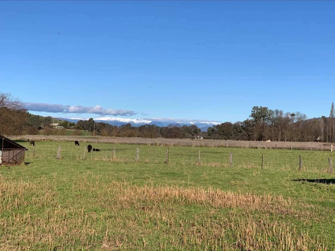 Additional image 2 of 203 Tintaldra Rd, Welaregang NSW 2642