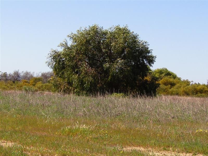 50 (L29) River Loop, Jurien Bay WA 6516, Image 2