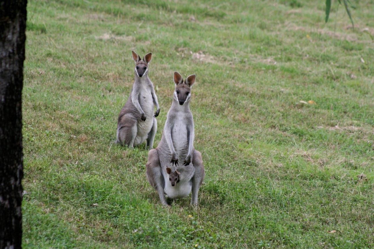 Laceys Creek Road, Laceys Creek QLD 4521, Image 1