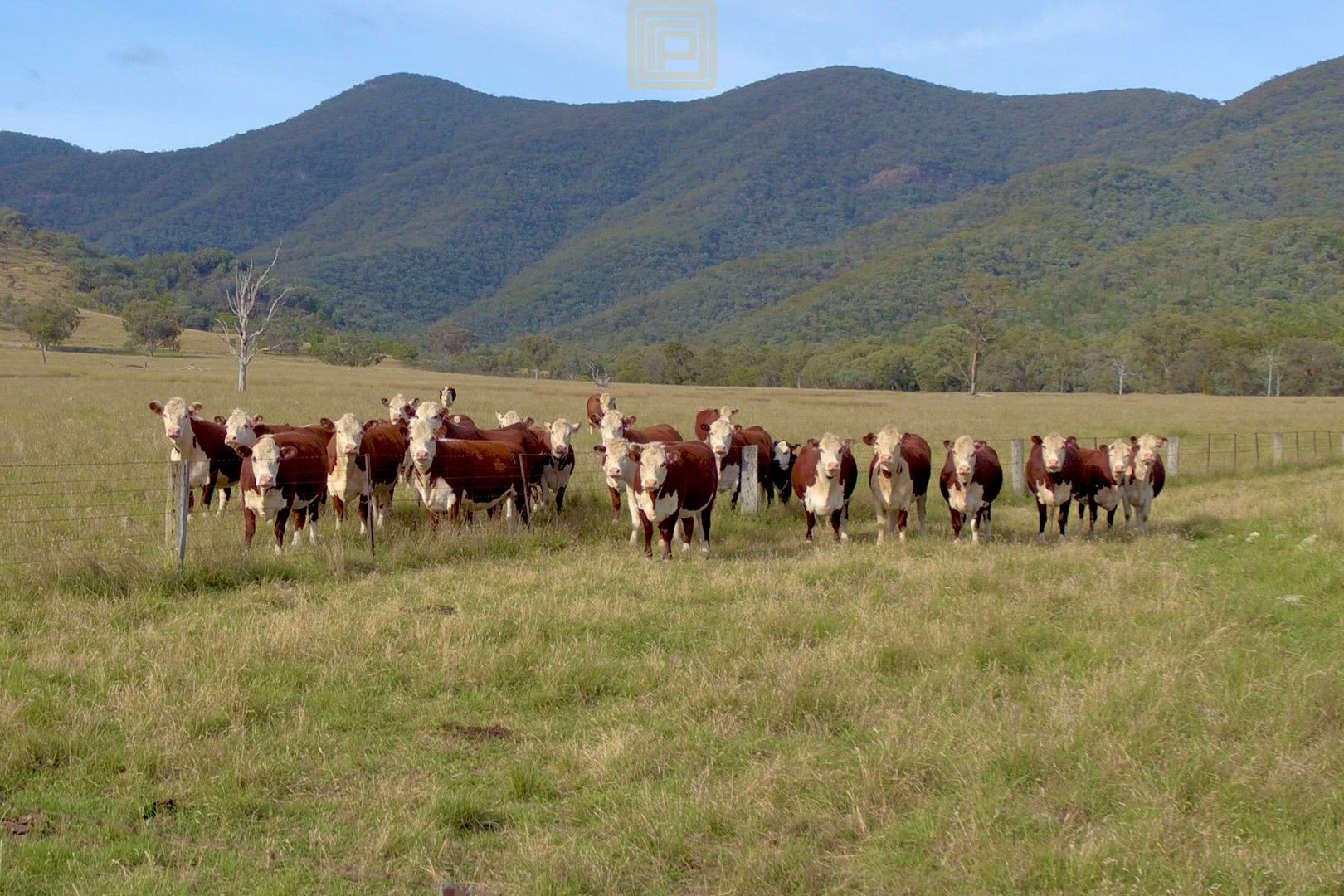 375 Pound Creek Road, Rocky Creek NSW 2390, Image 0